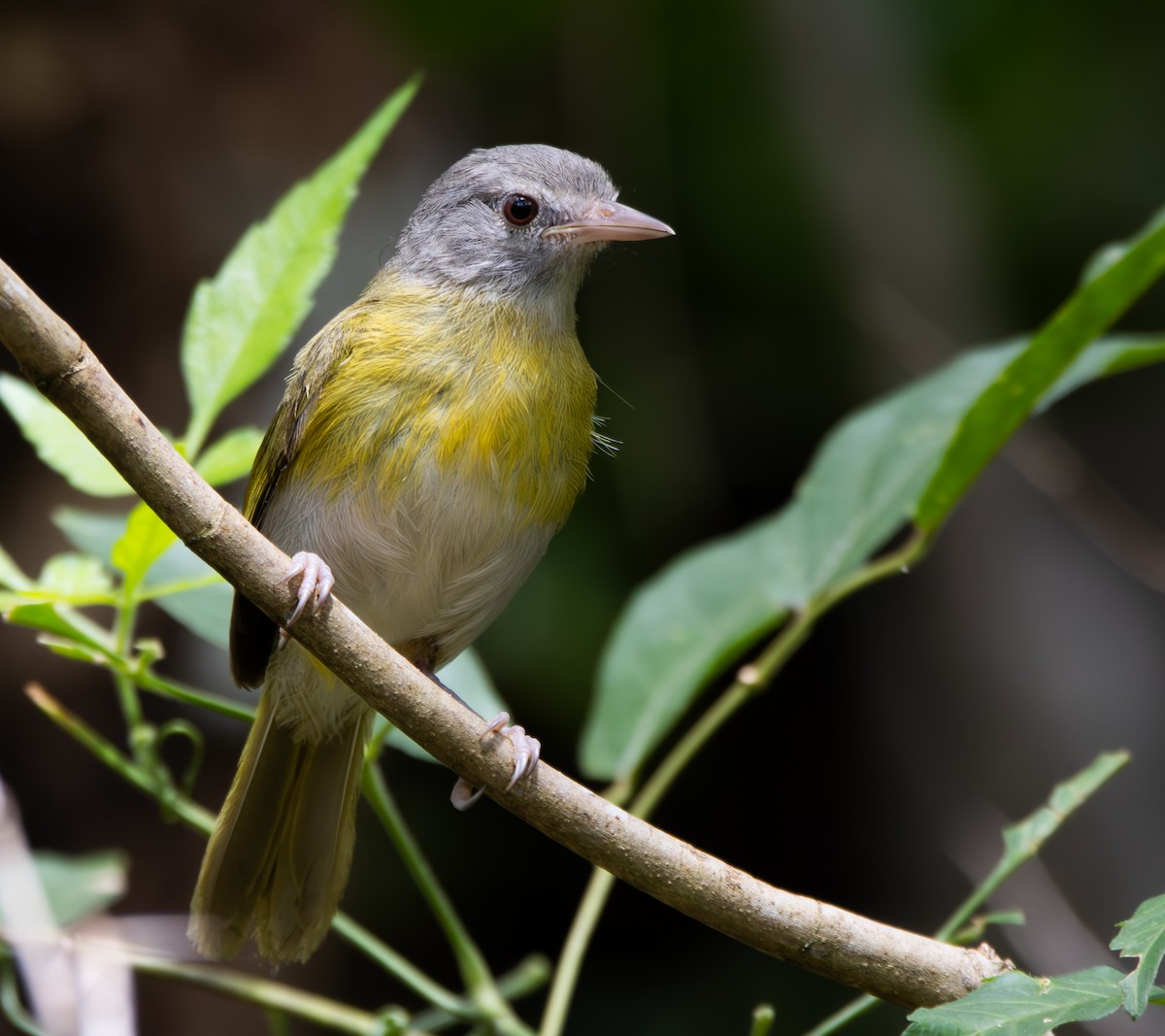Ashy-headed Greenlet - ML636907509