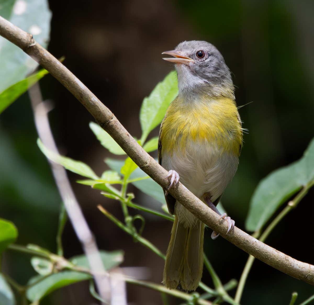 Ashy-headed Greenlet - ML636907510