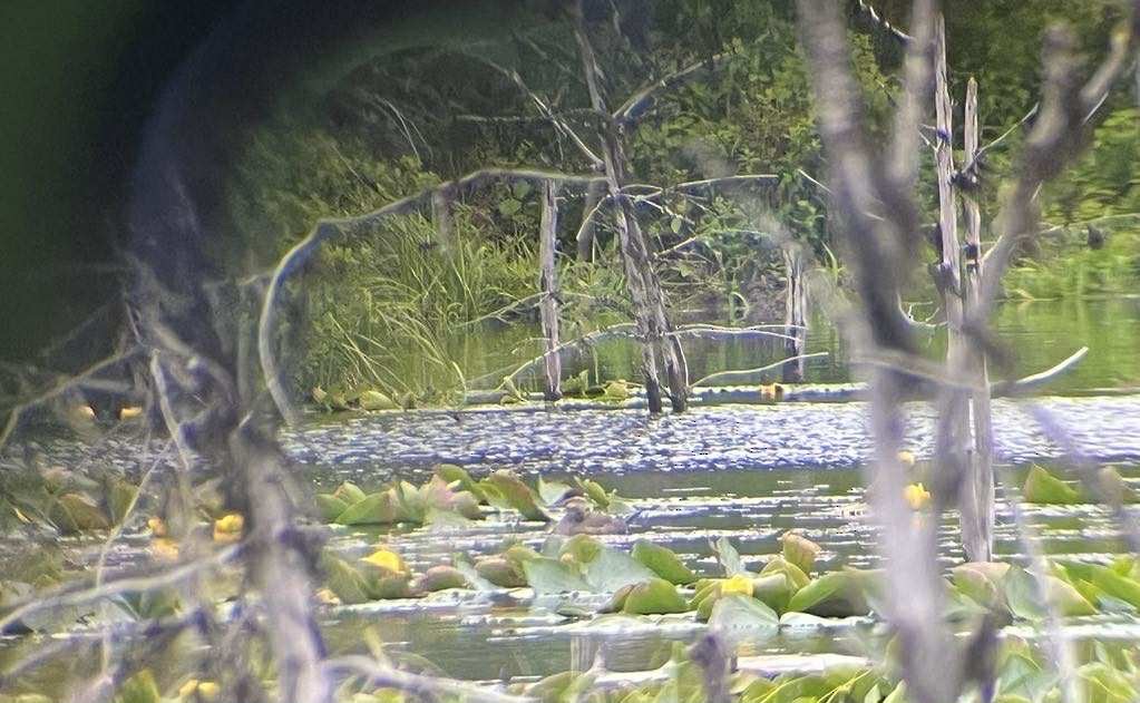 Ruddy Duck - ML636907762