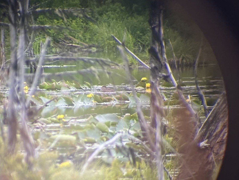 Ruddy Duck - ML636907770