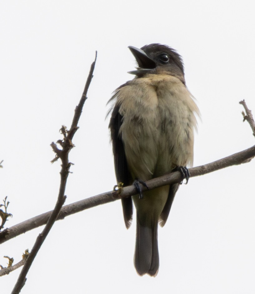 Crested Becard - ML636907837