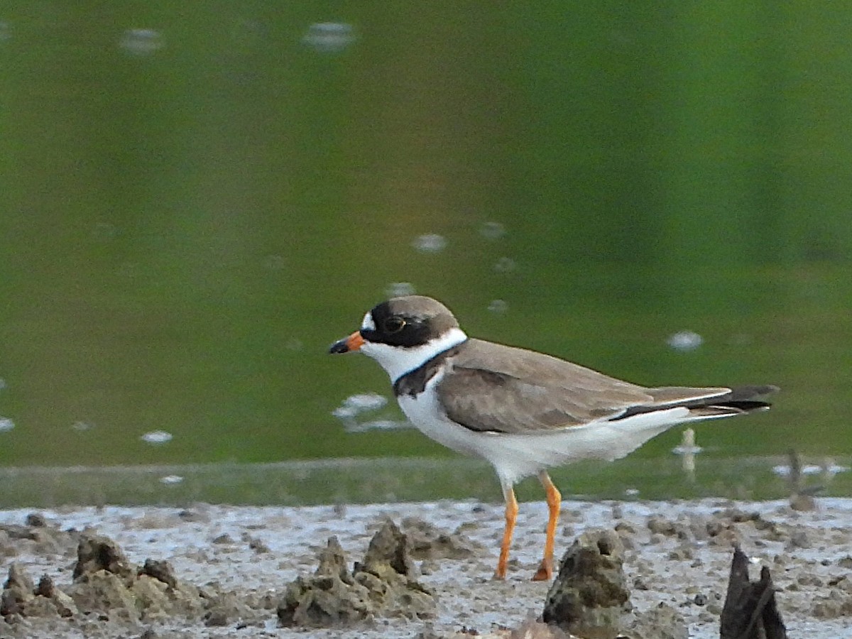 Semipalmated Plover - ML636907867