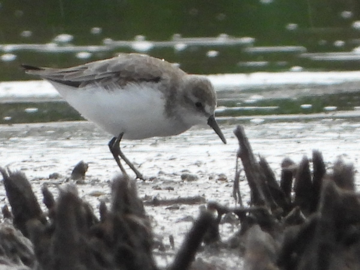 Semipalmated Sandpiper - ML636907885