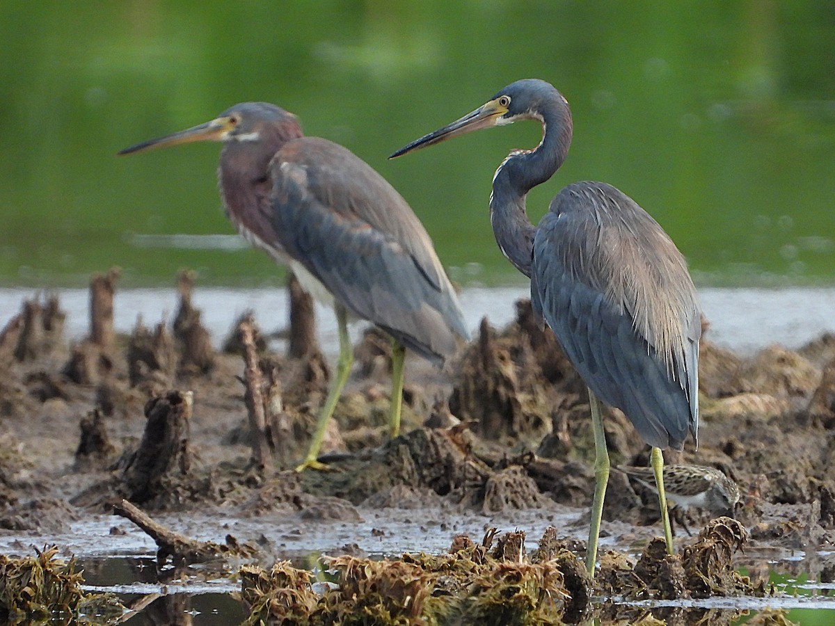 Tricolored Heron - ML636907902