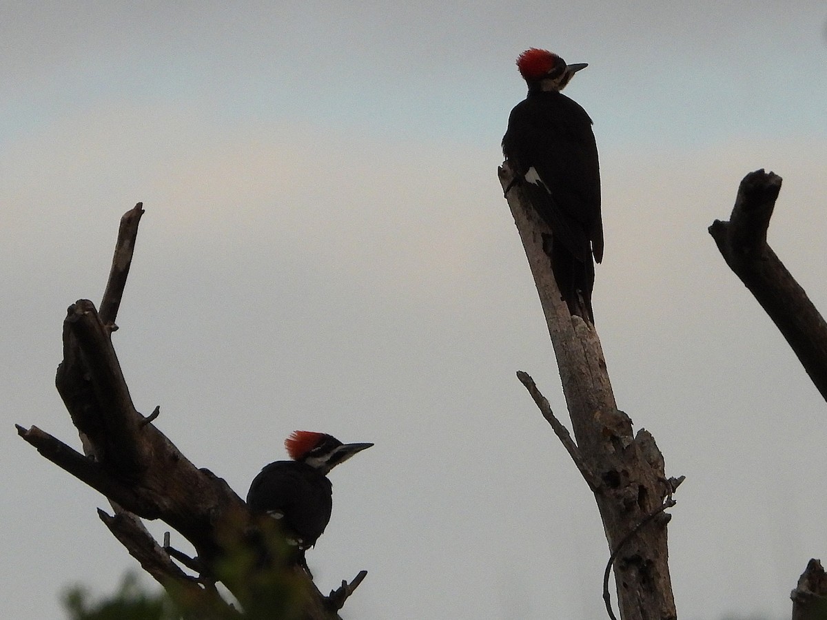 Pileated Woodpecker - ML636907919