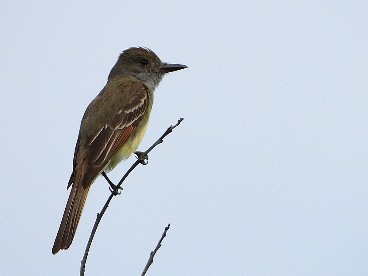 Great Crested Flycatcher - ML636907927