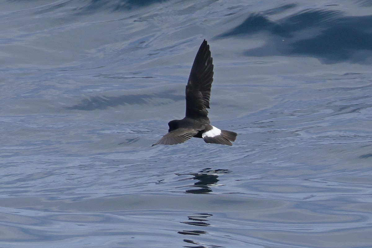 European Storm-Petrel - ML636907931