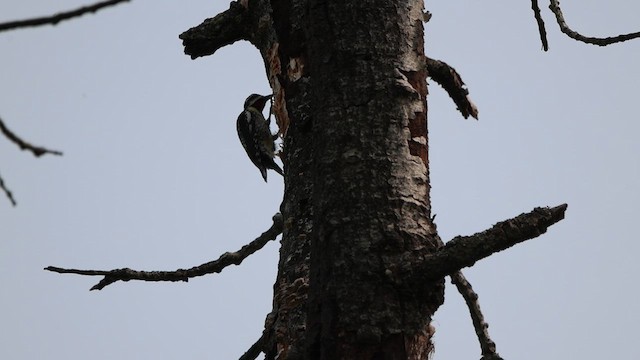 Yellow-bellied Sapsucker - ML636907939