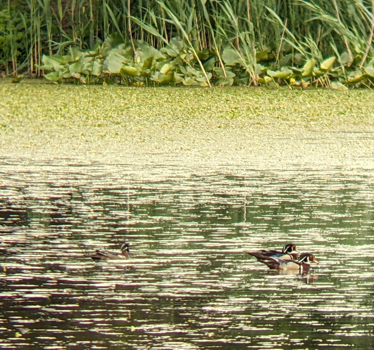 Wood Duck - ML636908011