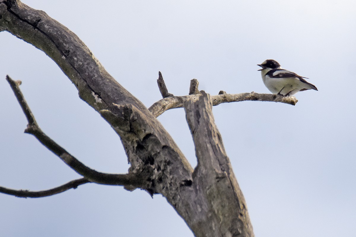 Collared Flycatcher - ML636908028