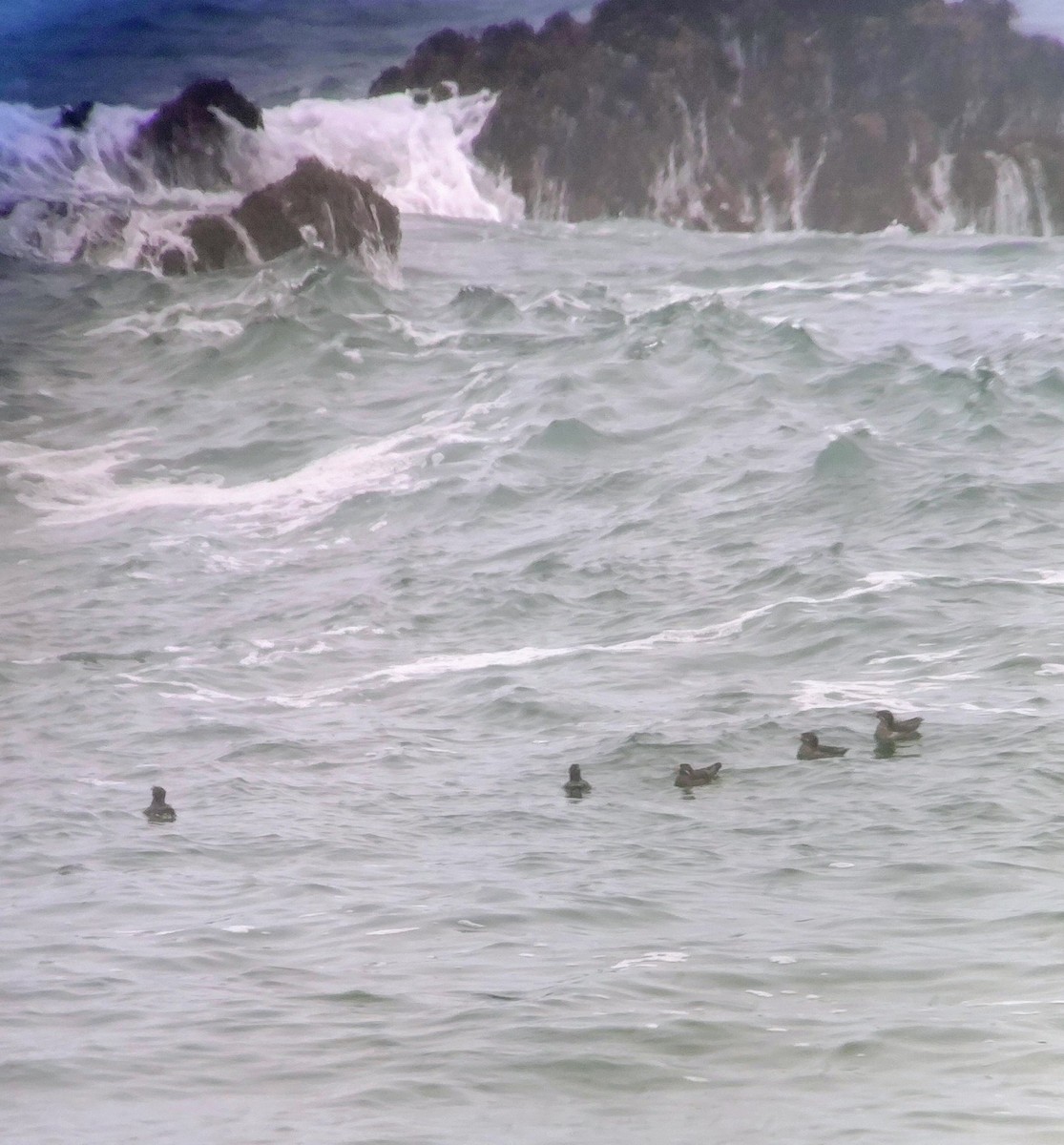 Rhinoceros Auklet - ML636908119