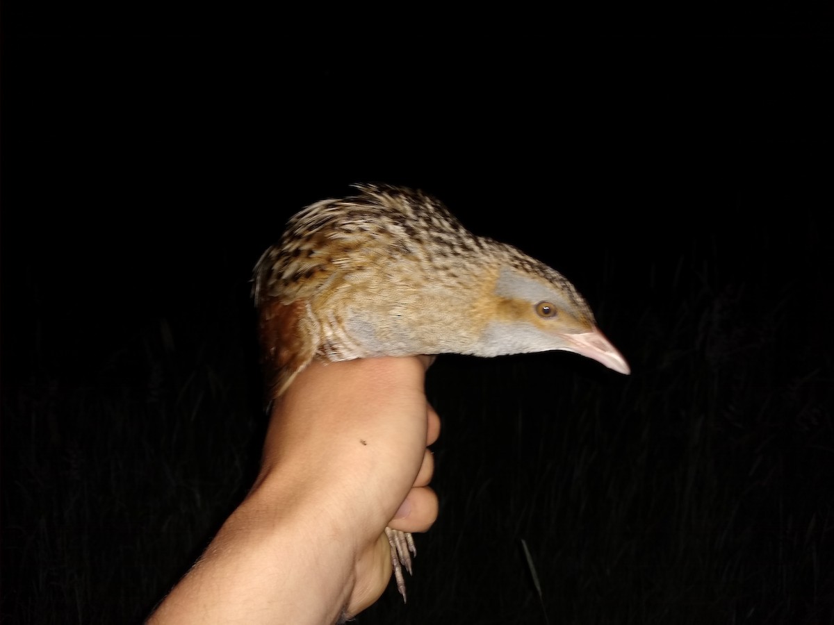 Corn Crake - ML636908171