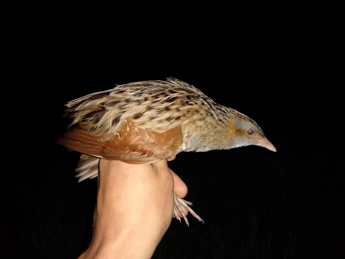 Corn Crake - ML636908172