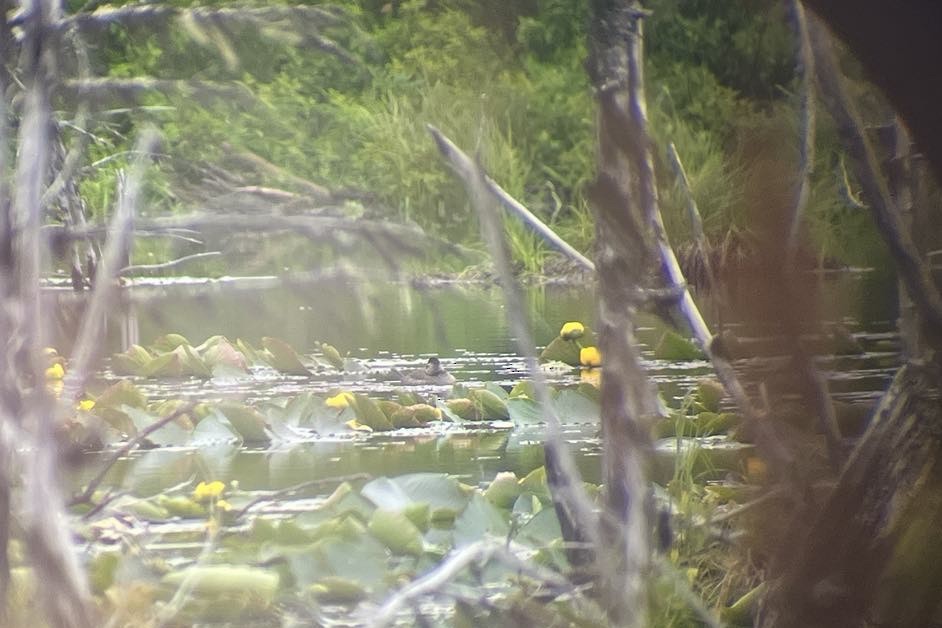 Ruddy Duck - ML636908210