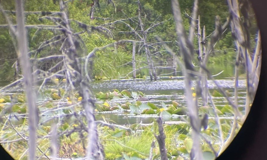Ruddy Duck - ML636908211