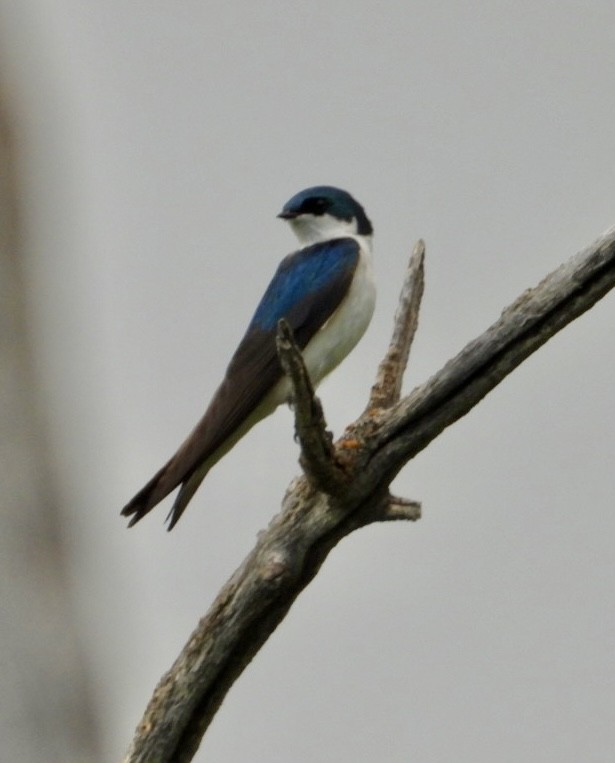 Hirondelle bicolore - ML636908232