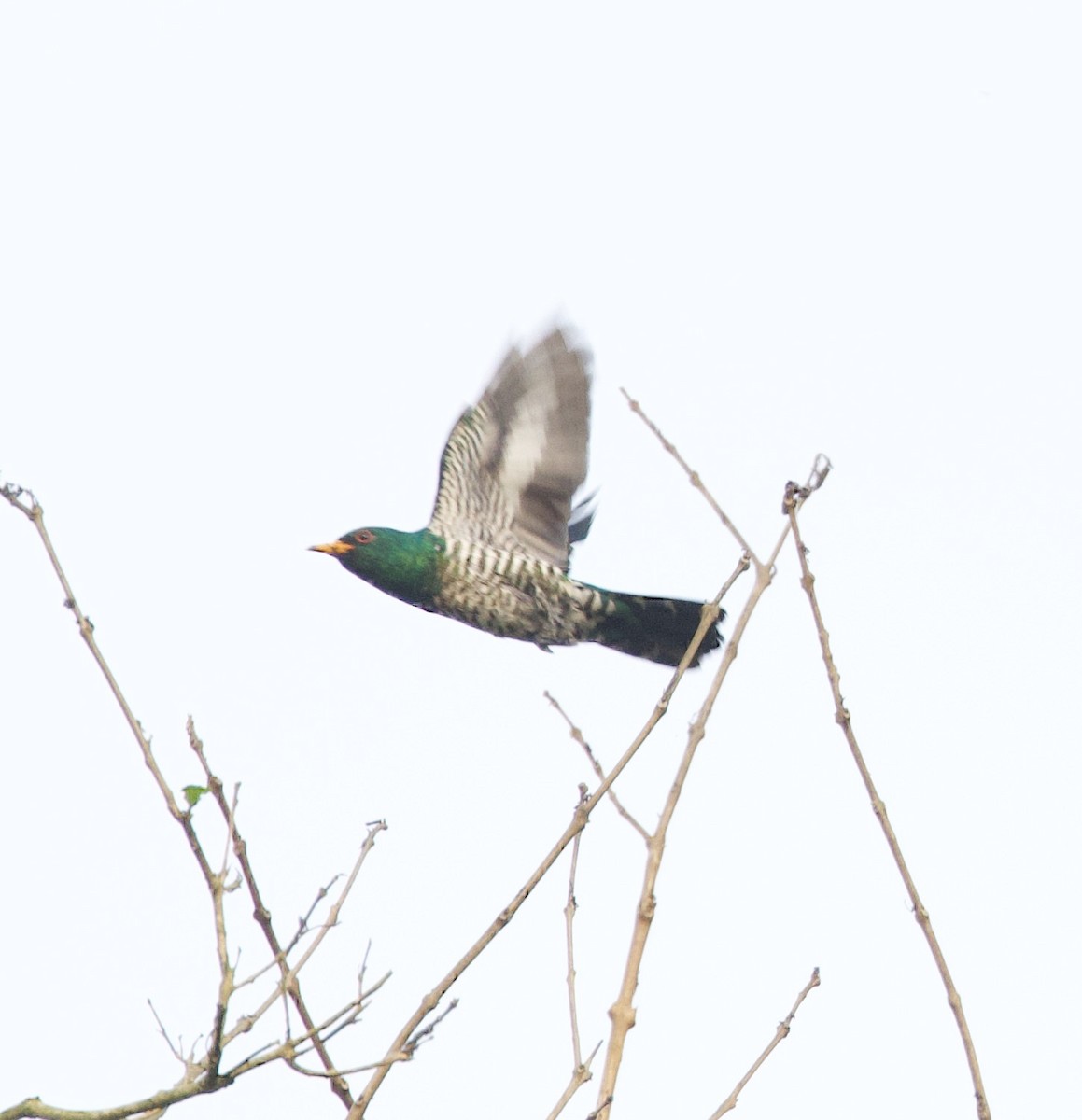 Asian Emerald Cuckoo - ML636908266