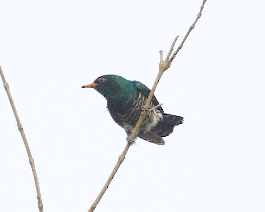 Asian Emerald Cuckoo - ML636908270