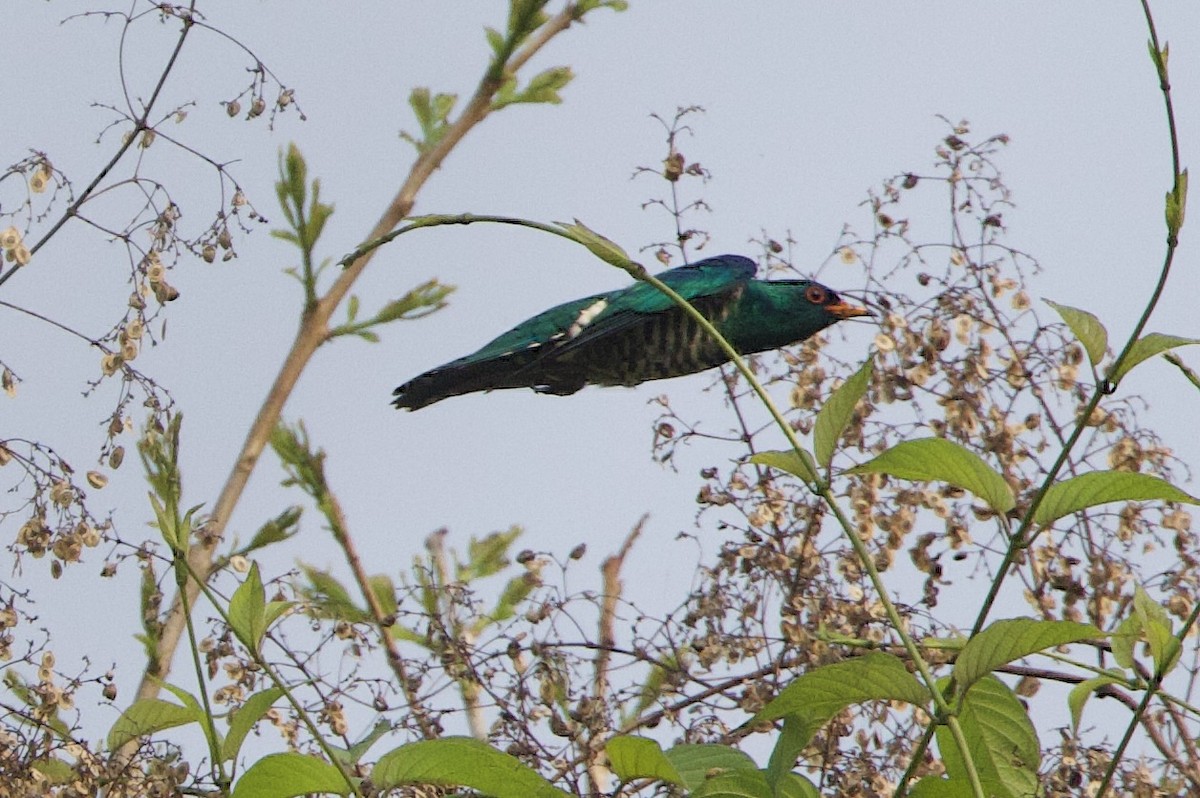 Asian Emerald Cuckoo - ML636908282