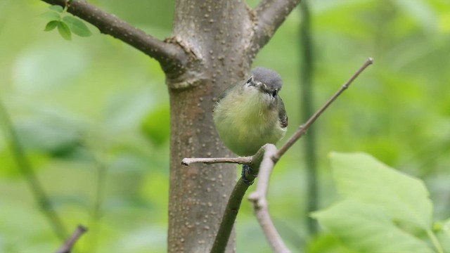 Philadelphia Vireo - ML636908294