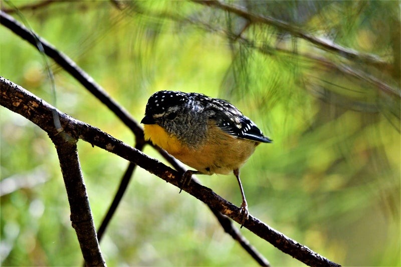ホウセキドリ - ML636908326