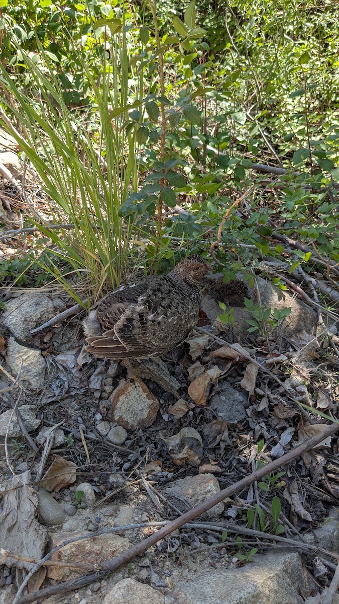 Dusky Grouse - ML636908331