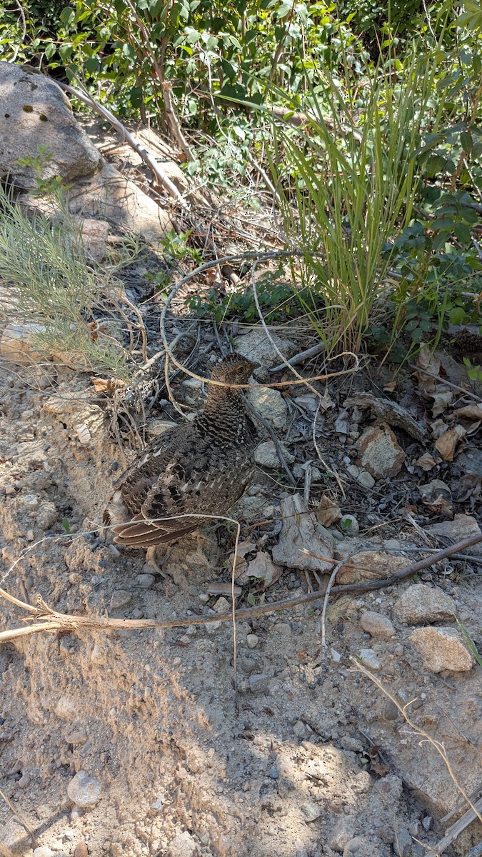 Dusky Grouse - ML636908341