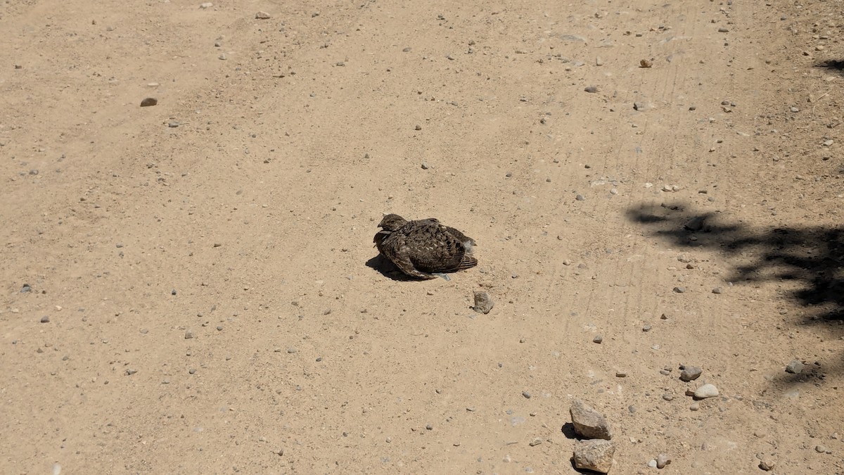 Dusky Grouse - ML636908354