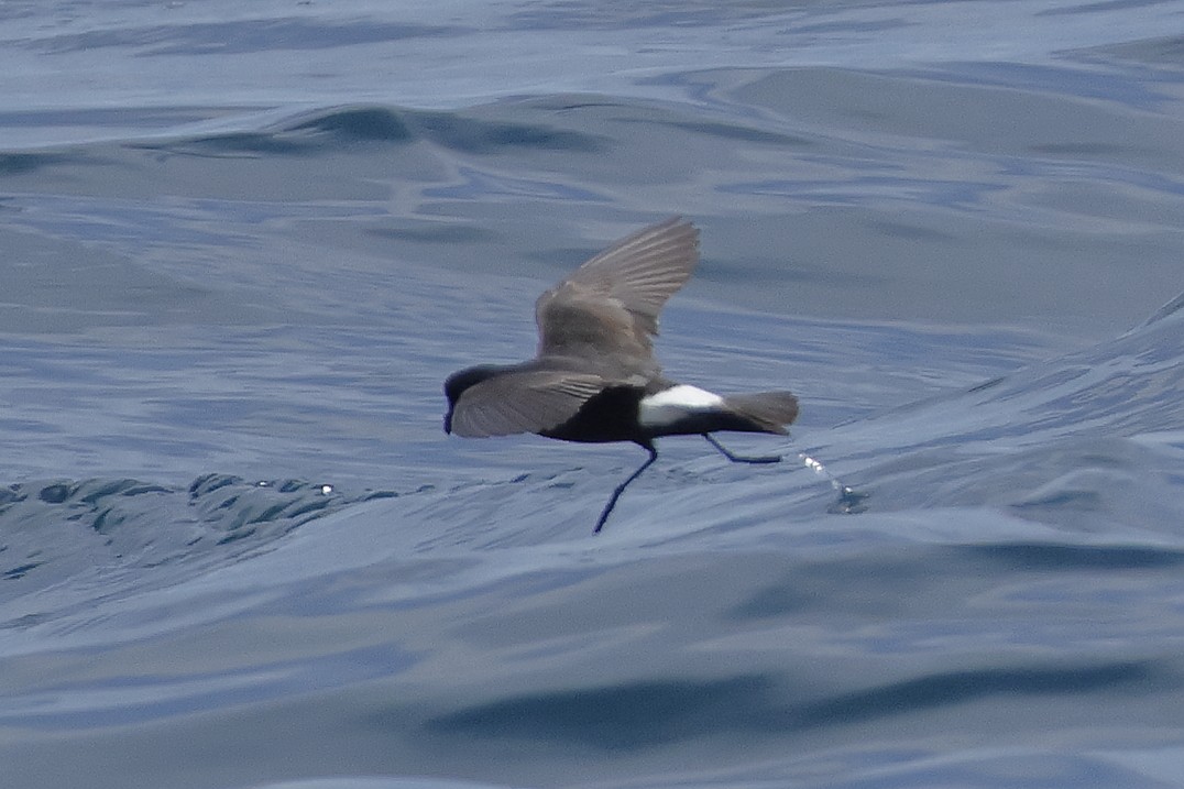 European Storm-Petrel - ML636908357