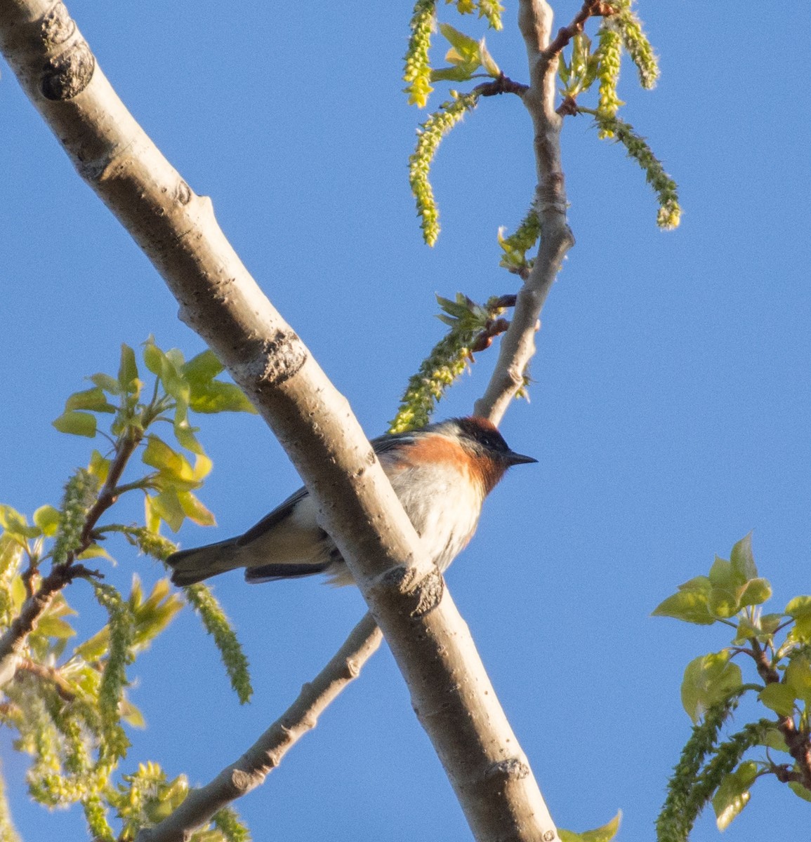 Bay-breasted Warbler - ML636908408