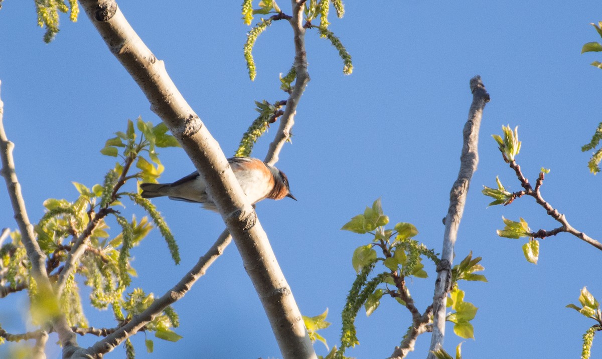 Bay-breasted Warbler - ML636908409
