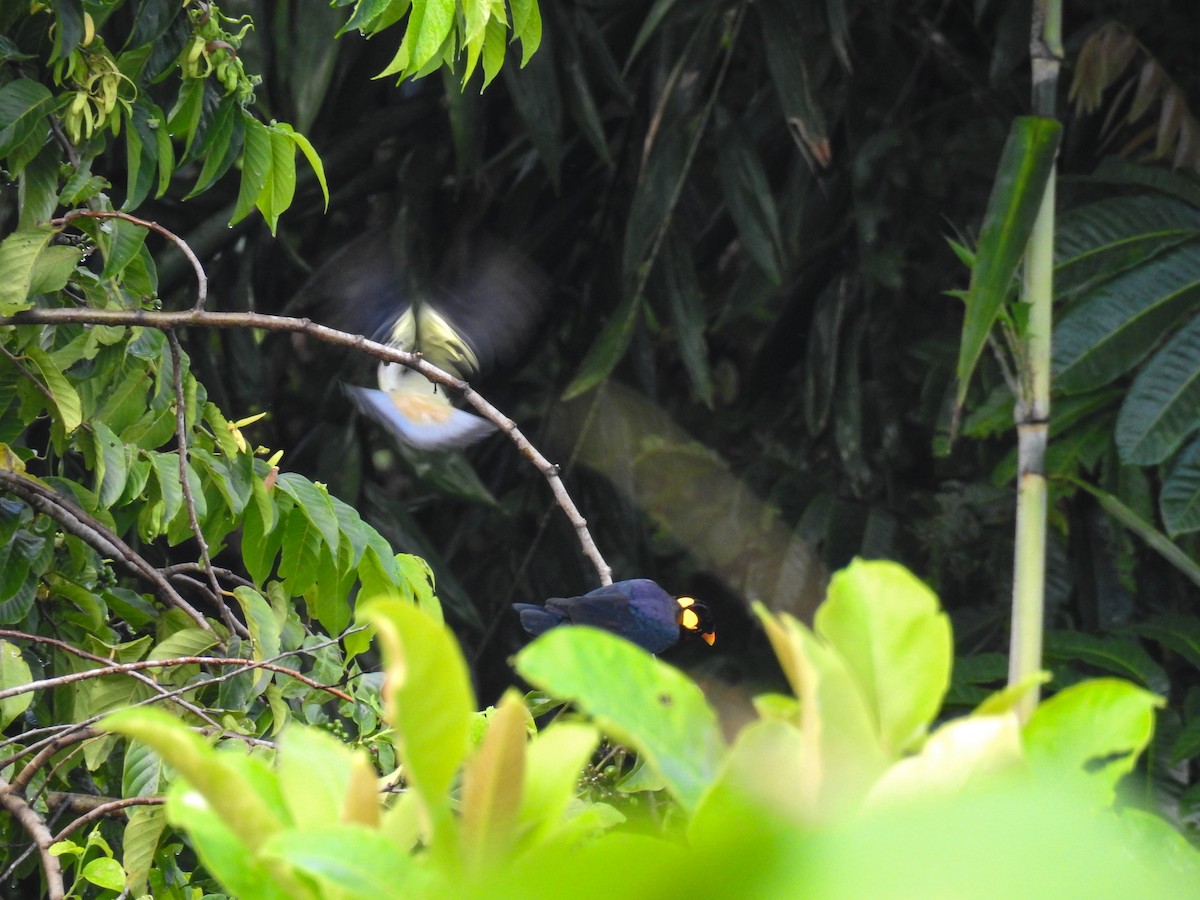 Common Hill Myna (Enggano) - Pam Rasmussen