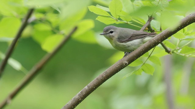 Philadelphia Vireo - ML636908429