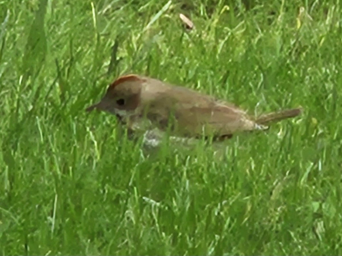 Ovenbird - ML636908494