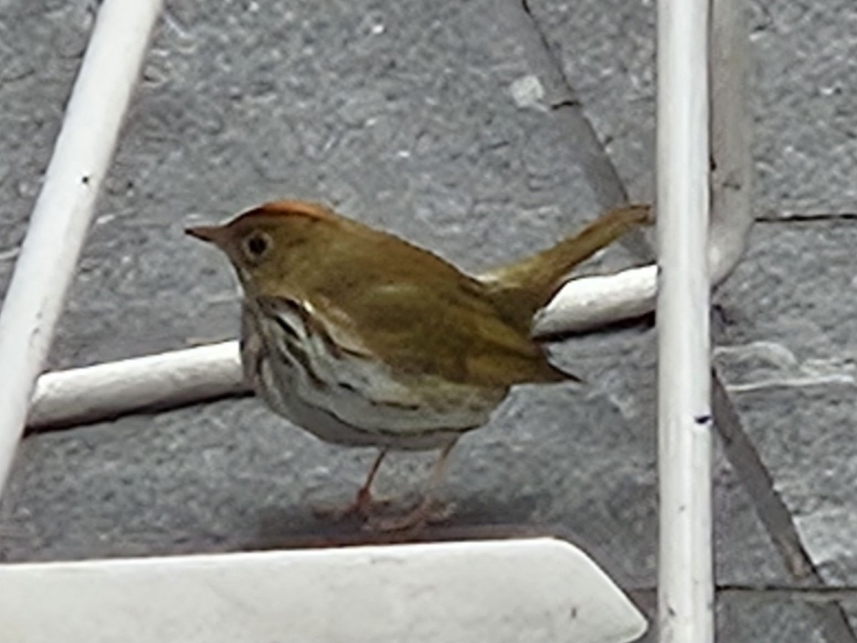 Ovenbird - ML636908495