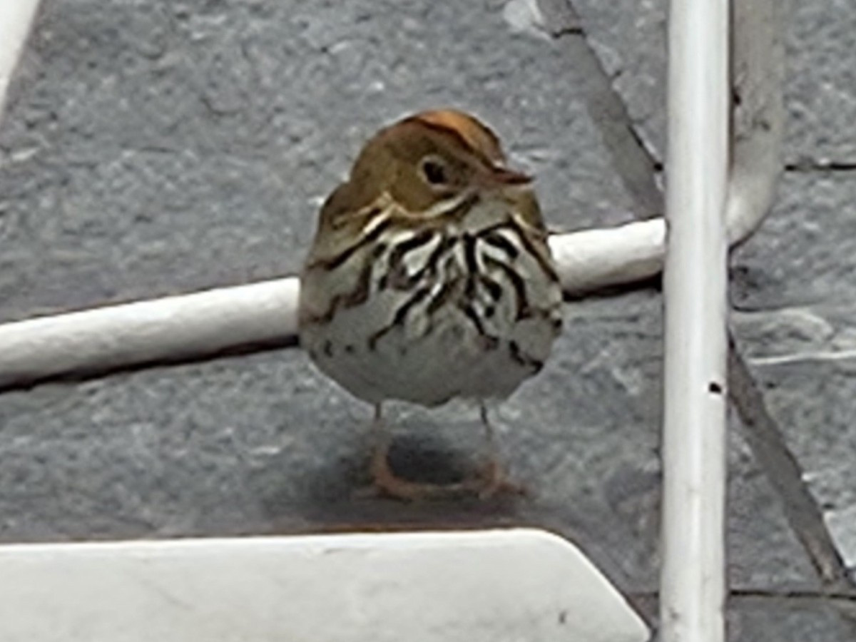 Ovenbird - ML636908496