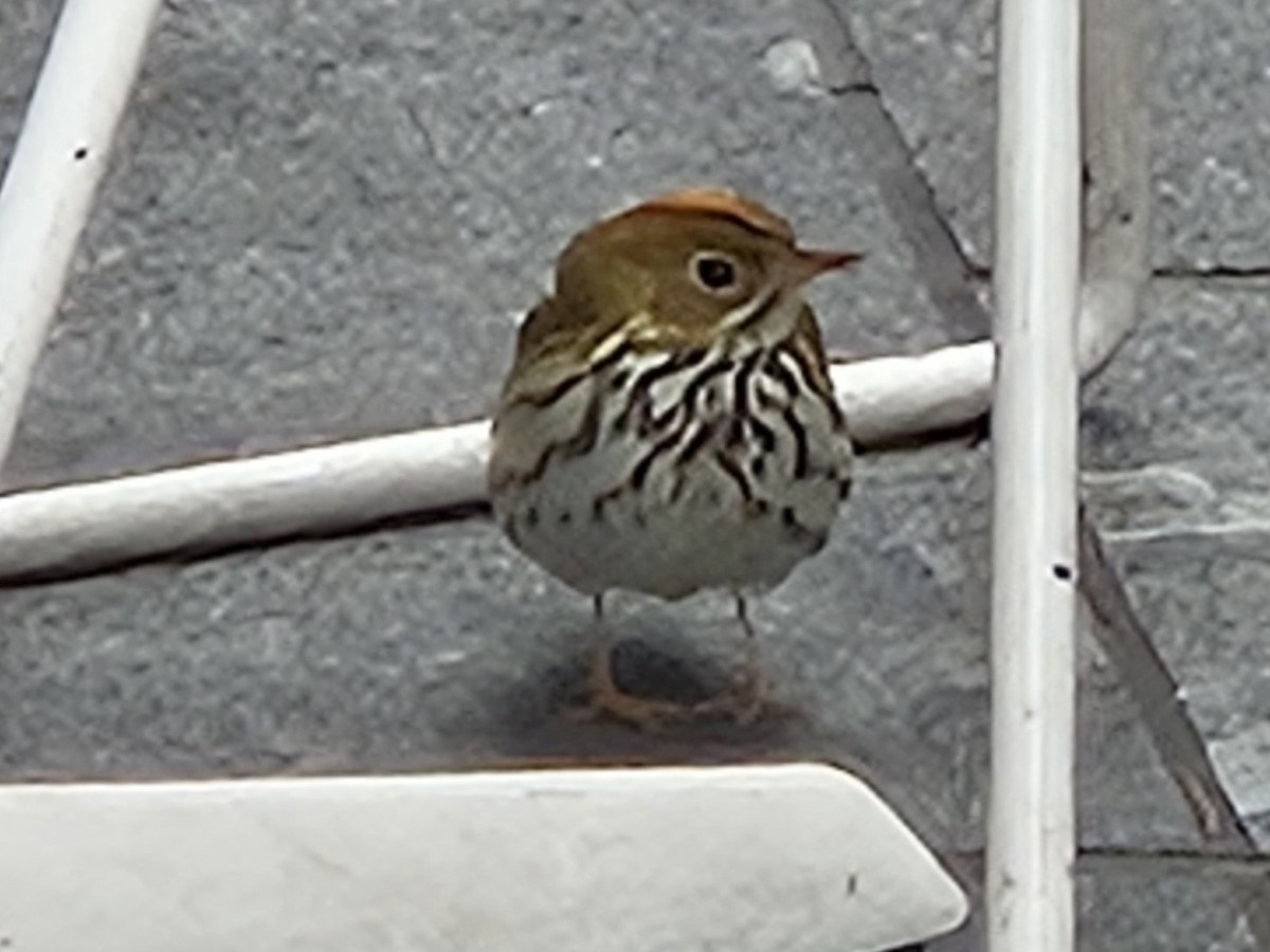 Ovenbird - ML636908497