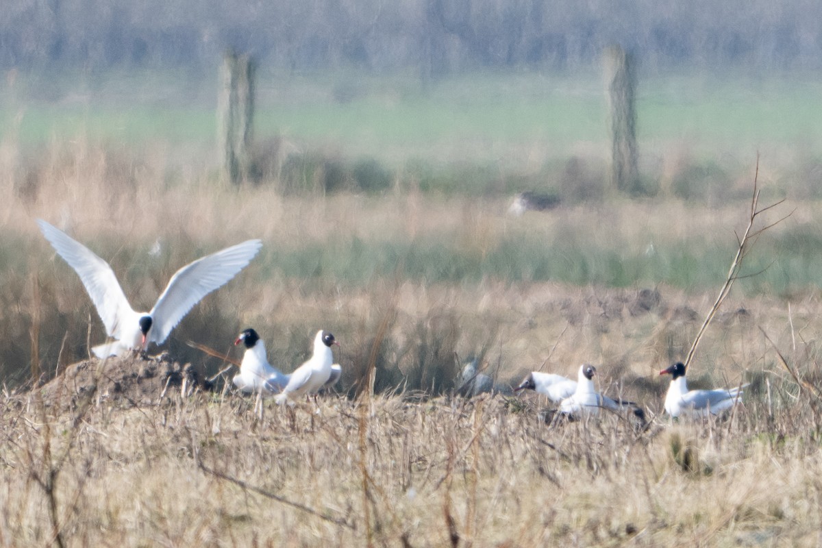 Mediterranean Gull - ML636908514