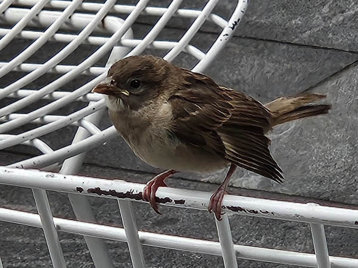 House Sparrow - ML636908528