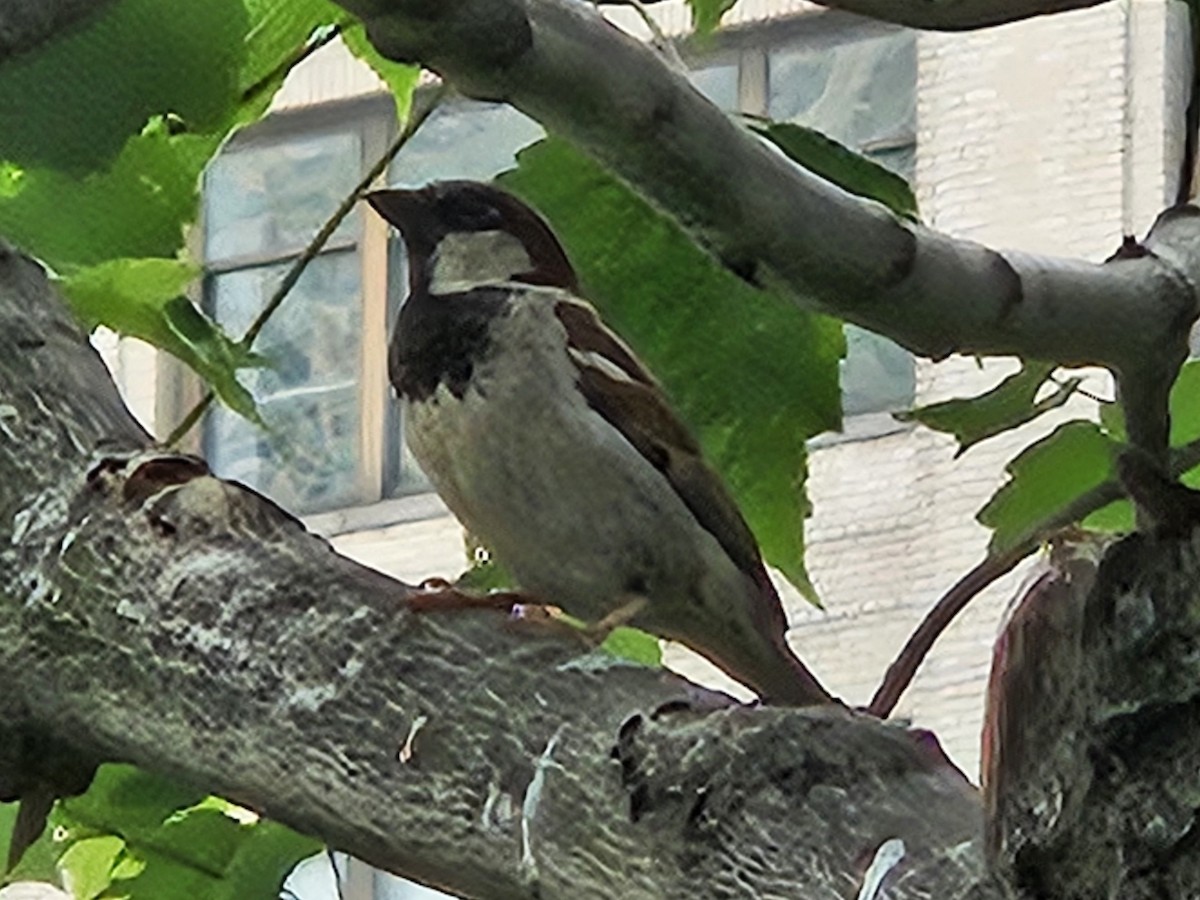 House Sparrow - ML636908530
