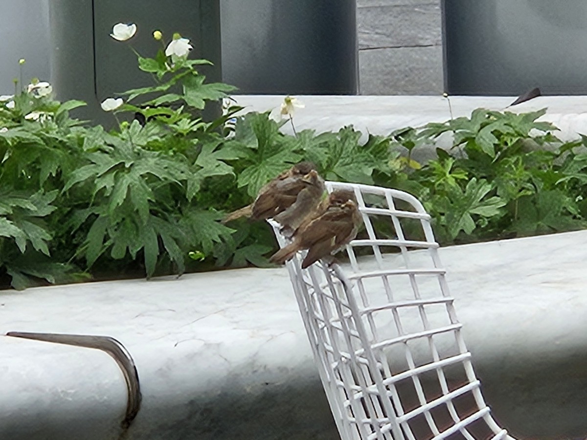 House Sparrow - ML636908531