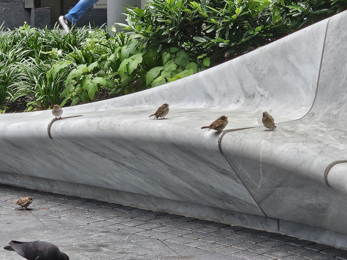 House Sparrow - ML636908532