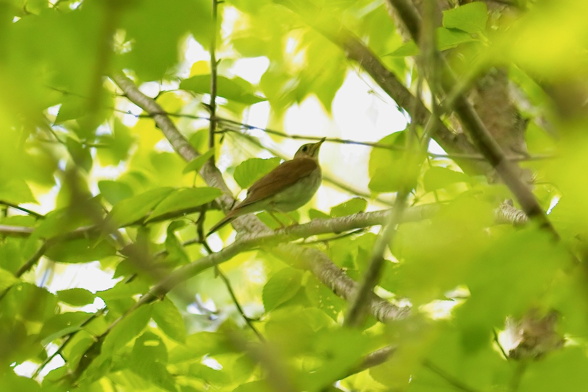 Veery - ML636908615