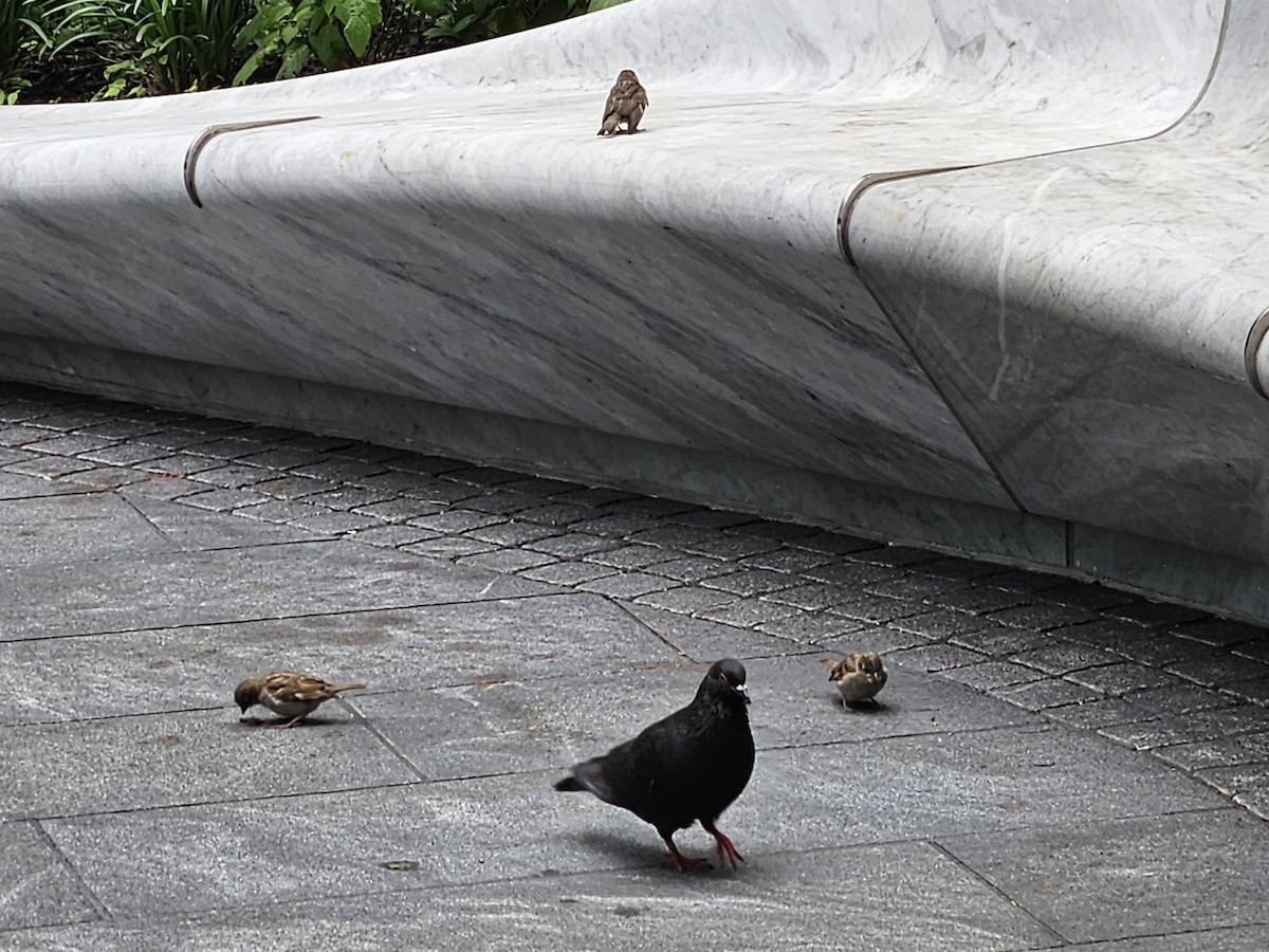 Rock Pigeon (Feral Pigeon) - ML636908616