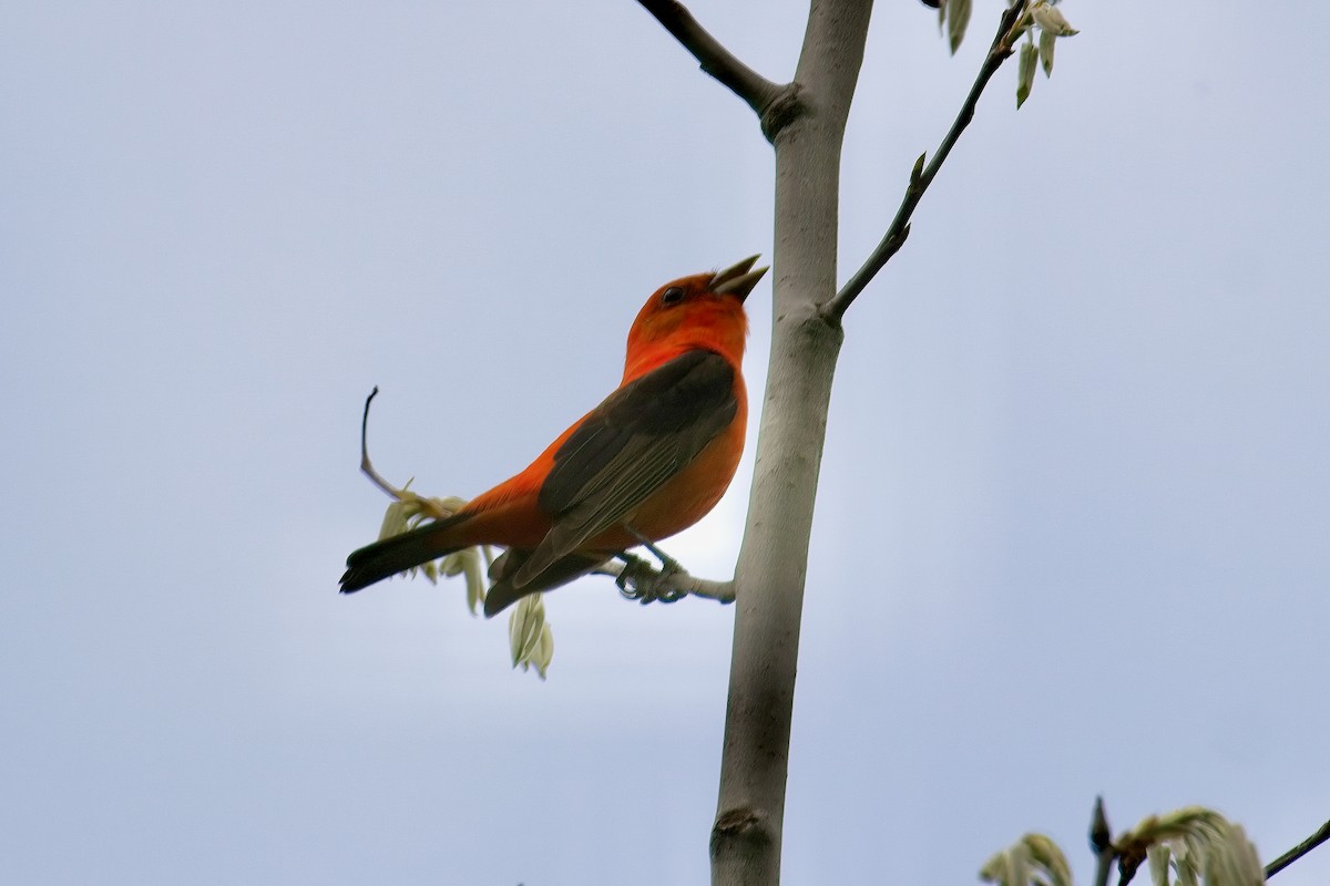 Scarlet Tanager - ML636908621