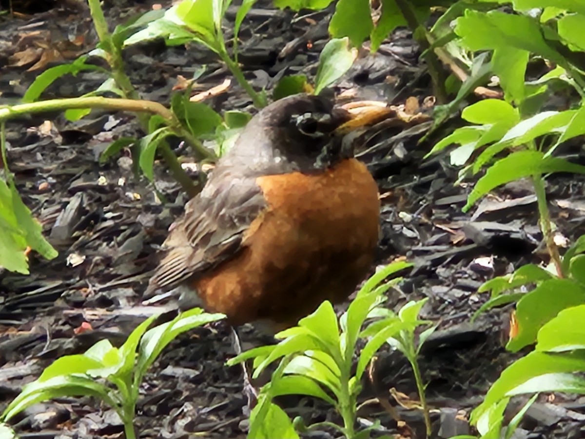 American Robin - ML636908631