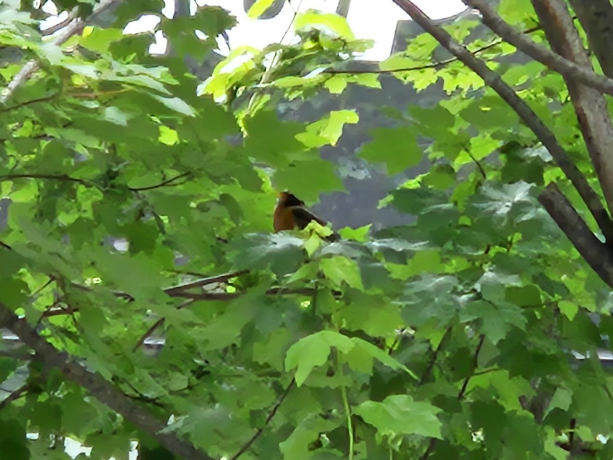 American Robin - ML636908632