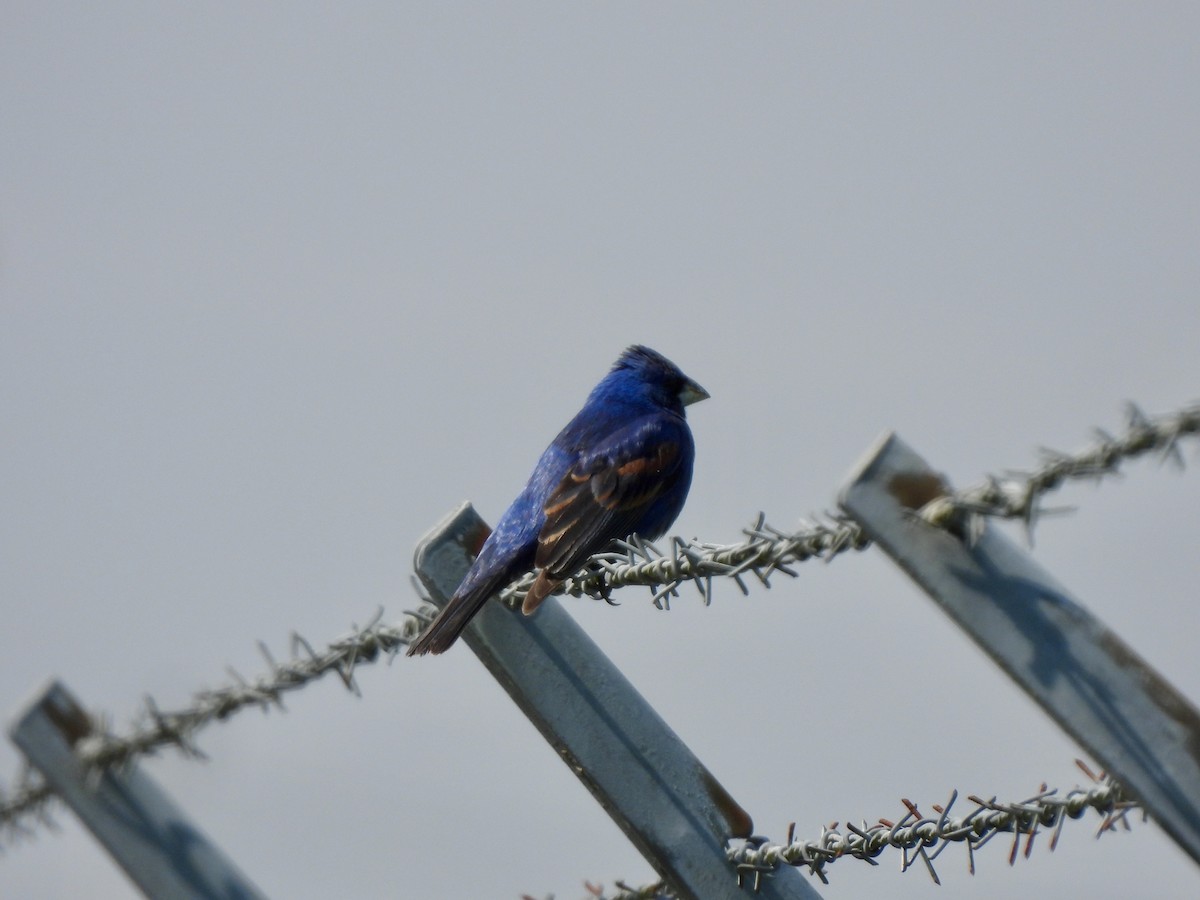 ルリイカル - ML636908830