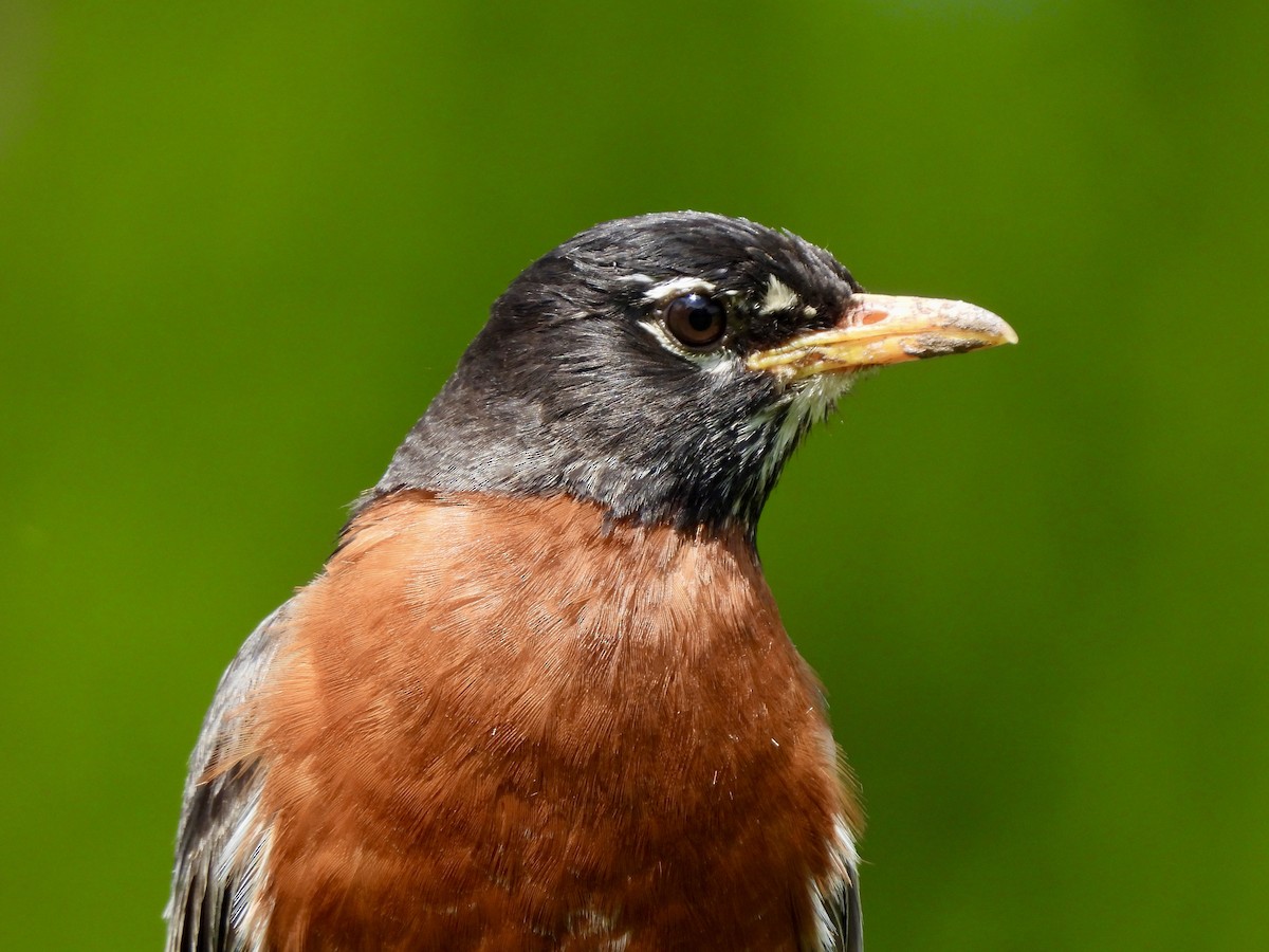 American Robin - ML636908899
