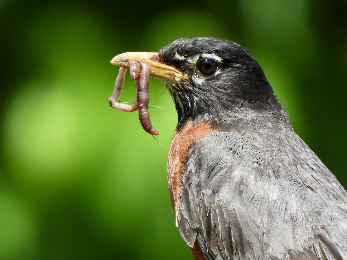 American Robin - ML636908900